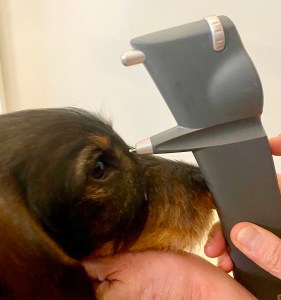 Augendruckmessung beim Hund